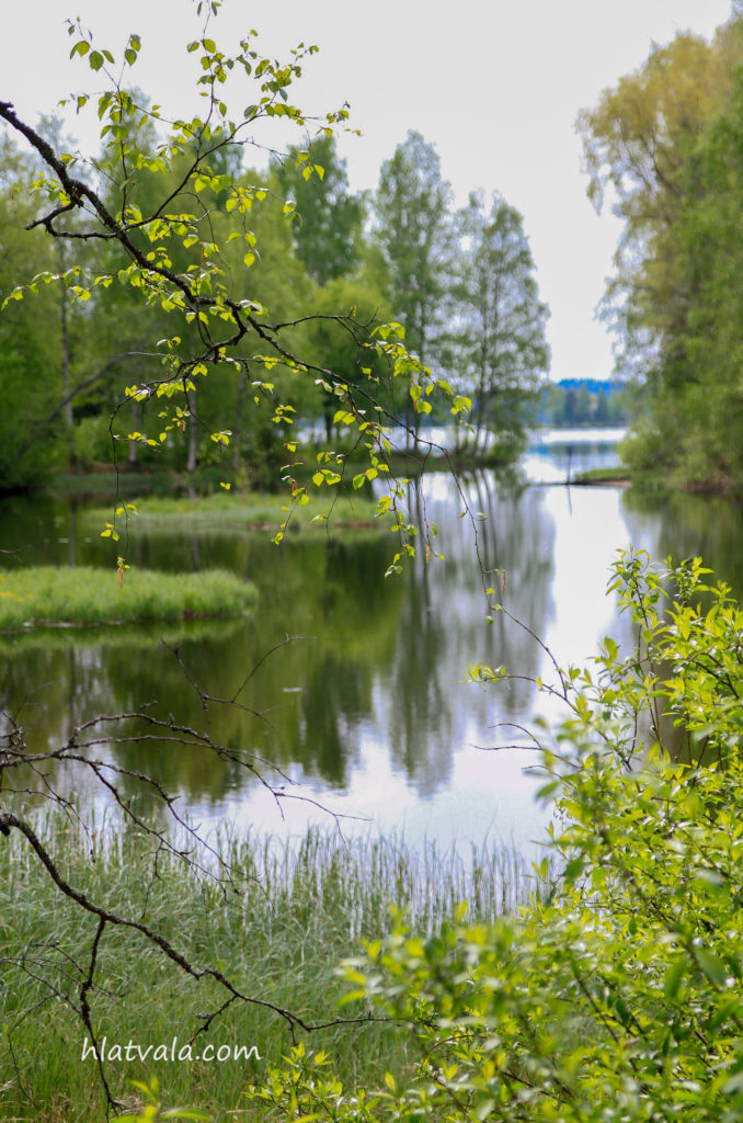 rannalta päin kuvattu pensaat ja järvi näkyy taustalla