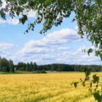 Viljaa kasvaa suomalaisella pellolla