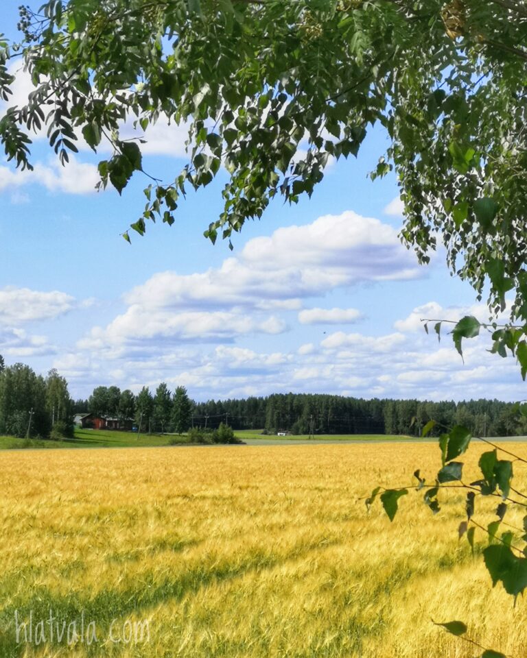 Viljaa kasvaa suomalaisella pellolla