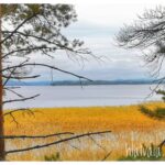 Mänty seisoo järven rannalla