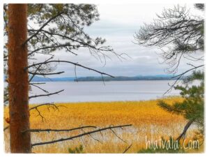 Mänty seisoo järven rannalla