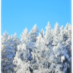 Lumipuita suomen talvessa