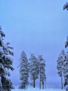 Puita kylmällä ilmalla suomen talvessa