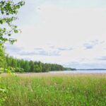 Järven rannalla kasvaa heinää