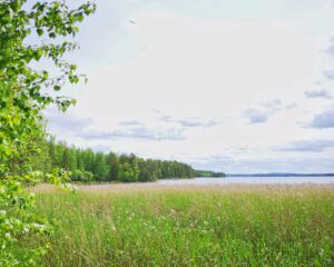 Järven rannalla kasvaa heinää